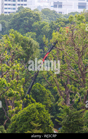 Service industriel d'élagage d'arbres en hauteur sur un camion d'élagage d'arbres. L'ouvrier est soulevé de plus de 10 m de haut pour couper la grande branche de l'arbre avec une tronçonneuse. Banque D'Images