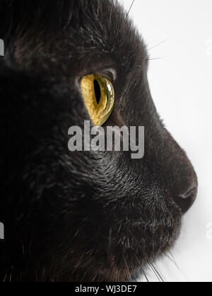 Close-up portrait d'un chat angora turc noire avec détails oeil jaune sur fond blanc à droite Banque D'Images