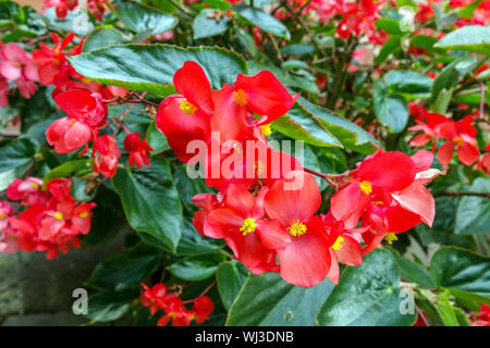 Close up fleur bégonia rouge Banque D'Images