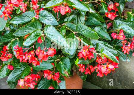 Les bégonias rouges fleurs entre les feuilles dans un pot sur une terrasse ombragée en été Banque D'Images