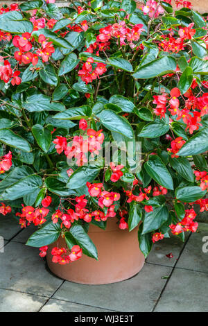 Les bégonias rouges fleurissent parmi les feuilles dans un pot sur une terrasse ombragée d'été dans un récipient Banque D'Images