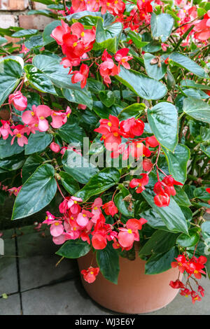 Les bégonias rouges fleurs entre les feuilles dans un pot sur une terrasse ombragée en été Banque D'Images