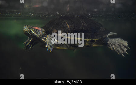 Olomouc, République tchèque. 06Th Sep 2019. Une tortue à oreilles rouges (Trachemys scripta elegans) est vu dans des expositions de Vystaviste Flora Olomouc, le 3 septembre 2019, à Olomouc, République tchèque. Credit : Ludek Perina/CTK Photo/Alamy Live News Banque D'Images