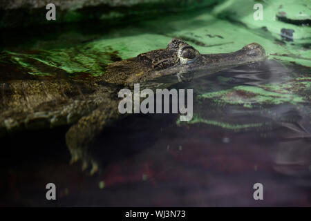 Un caïman à lunettes (Caiman crocodilus) est vu dans des expositions de Vystaviste Flora Olomouc, le 3 septembre 2019, à Olomouc, République tchèque. (CTK Photo/Ludek Perina) Banque D'Images