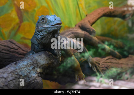 Un iguane vert (Iguana iguana) est vu dans des expositions de Vystaviste Flora Olomouc, le 3 septembre 2019, à Olomouc, République tchèque. (CTK Photo/Ludek Perina) Banque D'Images