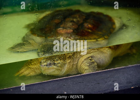 La chélydre serpentine (Chelydra serpentina) est vu dans des expositions de Vystaviste Flora Olomouc, le 3 septembre 2019, à Olomouc, République tchèque. (CTK Photo/Ludek Perina) Banque D'Images