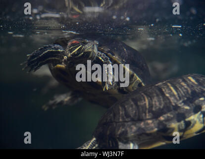 Une tortue à oreilles rouges (Trachemys scripta elegans) est vu dans des expositions de Vystaviste Flora Olomouc, le 3 septembre 2019, à Olomouc, République tchèque. (CTK Photo/Ludek Perina) Banque D'Images