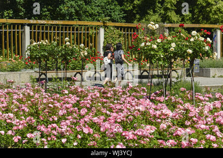 Berlin, fleur, fleurs, Allemagne, jardin, vert, vert arrangement arrangement, parc, Parc, rose, roses, roseraie, Treptow Treptow Treptow,, pa Banque D'Images