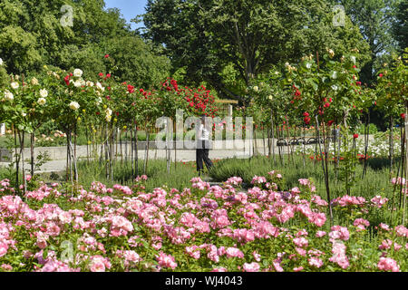 Berlin, fleur, fleurs, Allemagne, jardin, vert, vert arrangement arrangement, parc, Parc, rose, roses, roseraie, Treptow Treptow Treptow,, pa Banque D'Images