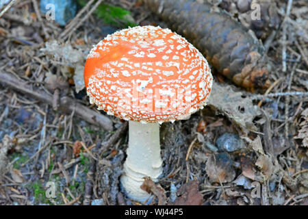 L'amanite Muscaria autrement connu sous le nom de l'agaric Fly, source des drogues psycho-actives Muscarine utilisé par les chamans pour plus de 20 000 ans. Banque D'Images