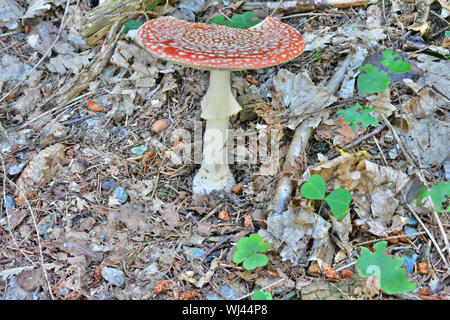 L'amanite Muscaria autrement connu sous le nom de l'agaric Fly, source des drogues psycho-actives Muscarine utilisé par les chamans pour plus de 20 000 ans. Banque D'Images