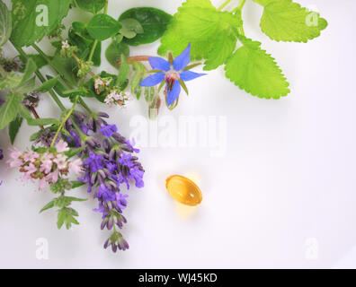 Herbes fraîches avec des fleurs de bourrache capsule omega 3 Banque D'Images