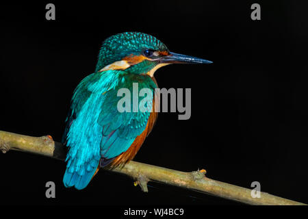 Kingfisher (Juvenile Male) - Guarda-rios (juvenil macho) - Alcedo atthis Banque D'Images