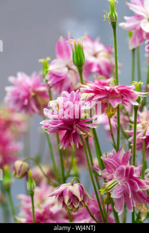 Aquilegia (noms communs : Granny's Bonnet ou Columbine) est une des plantes vivaces Banque D'Images