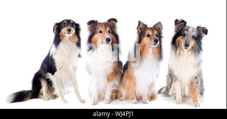 Portrait d'un chien de race shetland in front of white background Banque D'Images