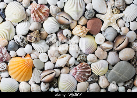 Fond de mer avec variété de couleurs, orange, rose et blanc les coquillages, cailloux et de l'étoile Banque D'Images
