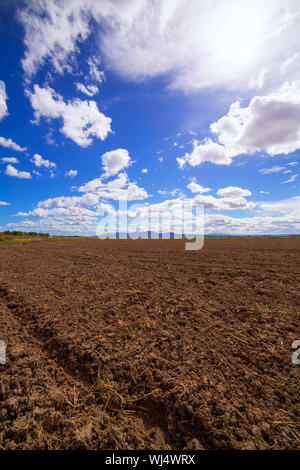 Champs de riz céréales en jachère après la récolte à l'Espagne Méditerranéenne Banque D'Images