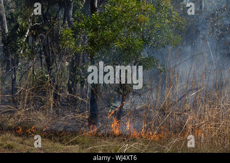 Patch préventif feu brûlant dans les bois, le Parc National de Kakadu, Australie Banque D'Images