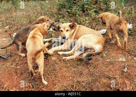 Stray Dog mère avec de grands petits en Afrique Banque D'Images