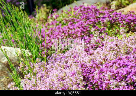 Contexte : l'aménagement paysager ou de jardinage, rampante ou thym sauvage Breckland (Thymus serpyllum) fleurs violettes. Banque D'Images