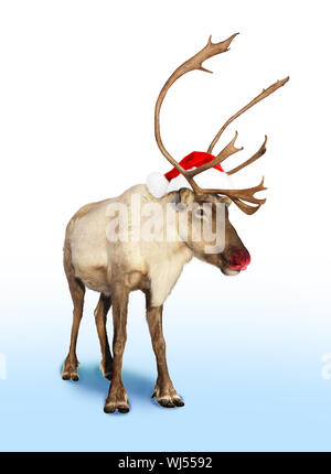 Rudolph nez rouge renne ou caribou avec un chapeau de Noël Banque D'Images