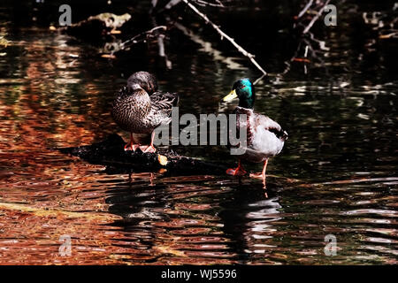 Belle paire de canards colverts le toilettage eux-mêmes sur un journal à l'automne se reflétant dans l'étang. Banque D'Images