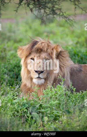 L'African Lion (Panthera leo), mâle, Ndutu Ngorongoro Conservation Area, le sud de Serengeti, Tanzanie. Banque D'Images
