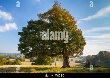 Paysage d'automne, Petworth Park, West Sussex, UK Banque D'Images