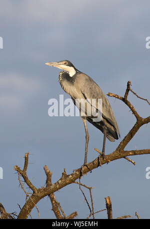 Héron à tête noire (Ardea melanocephala), Ndutu Ngorongoro Conservation Area, le sud de Serengeti, Tanzanie. Banque D'Images