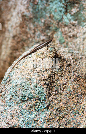 Sur le lézard des pierres lisses des Seychelles Banque D'Images