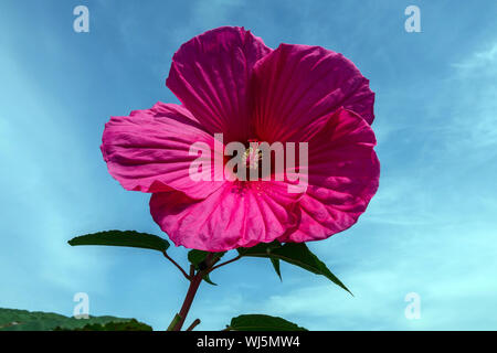 La mauve rose Hibiscus moscheutos, fleur rouge sur fond de ciel bleu Banque D'Images