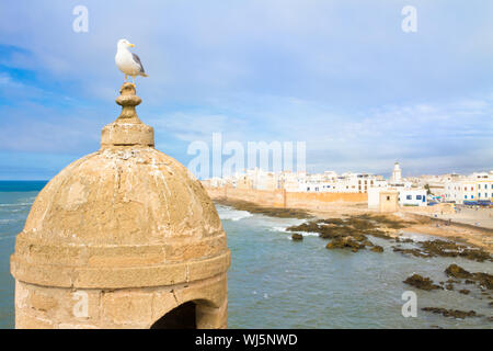 Seagull ; Essaouira - Magador, Marrakech, Maroc. Banque D'Images