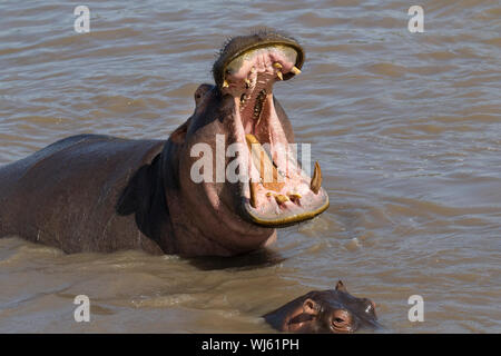 Hippopotame (Hippopotamus amphibius) mâle le bâillement, le Parc National du Serengeti, Tanzanie. Banque D'Images