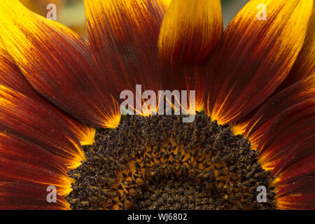 Rare dysfonctionnement tournesol tournesol jaune vif, avec des gènes de couleur marron chocolat et de pigmentation dans les pétales, Helianthus annuus Banque D'Images