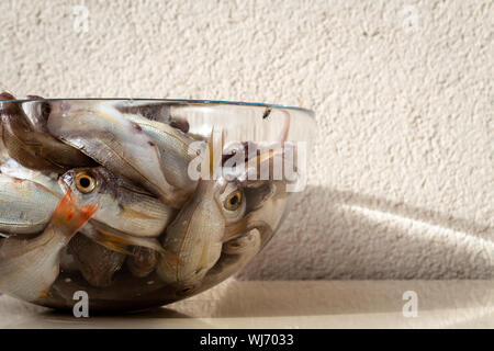 De nombreuses matières premières dans une profonde bluefish morte la plaque de verre dans l'air extérieur Banque D'Images