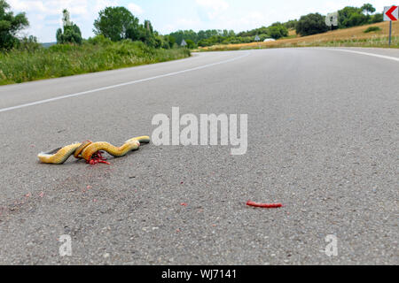 Un serpent mort écrasé sur la route d'asphalte Banque D'Images