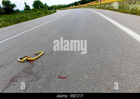 Un serpent mort écrasé sur la route d'asphalte Banque D'Images