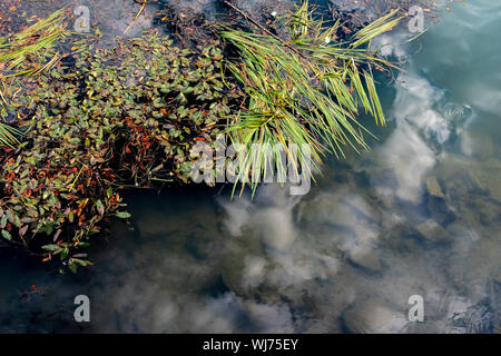 Réflexion sur le ciel sombre, presque toujours de l'eau, avec diverses plantes aquatiques, Marne, Nogent-sur-Marne, France Banque D'Images