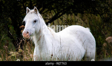 Beau cheval blanc utilisé pour brouter l'herbe et les lits de roseaux à Cors Caron National Nature Reserve, neat Tregaron, centrale au Pays de Galles Banque D'Images