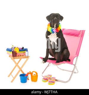 Chien assis sur une chaise à la plage isolée sur fond blanc Banque D'Images