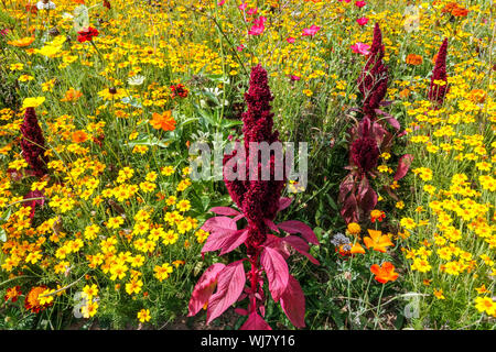 Fleurs annuelles colorées, amarante rouge, soucis jaunes tagetes, beau parterre de fleurs d'été, août, plantes mixtes Banque D'Images