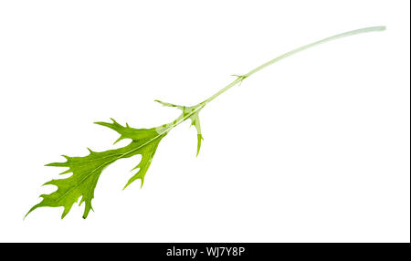 Une feuille de chou mizuna (Japonais) herb leaf découpe sur fond blanc Banque D'Images