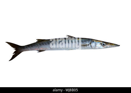 Poissons Barracuda Sphyraena isolated on white Banque D'Images