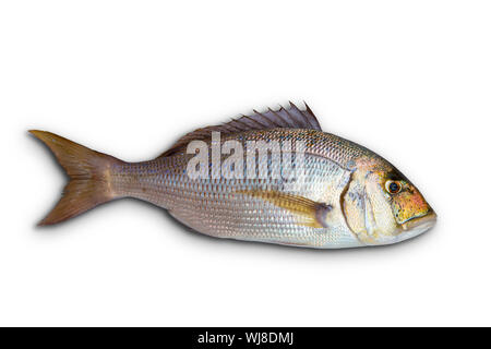 Dentex dentex sparidés poissons de mer Méditerranée isolés dans White Banque D'Images