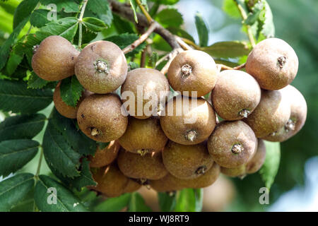 Les fruits pas mûrs sur l'arbre, arbre de Jérusalem, poire, Sorbus domestica Banque D'Images