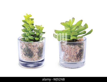 Plantes vertes, plantes grasses dans une tasse en verre transparent sur un fond blanc. Décoration d'intérieur, une décoration populaire de l'intérieur. Vue de côté, découper, avec Banque D'Images