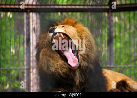 Close-up of a Lion rugir. Rugissant de colère ou de l'orientation dans le lion. Portrait d'un homme majestueux lion rugir. Wild African Lion roaring et montrant dangero Banque D'Images