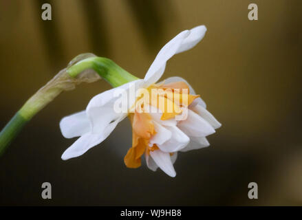 Jonquille narcissus (blanc) floraison de fleurs un jour de printemps. Seule fleur narcisse close up sur fond brun. Grandes rondelles jonquille et narcissu Banque D'Images