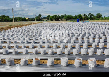 Ligne fo Coconut coir en maternelle sac blanc pour la ferme avec la fertigation , système d'irrigation pour être utilisé pour la culture des fraises. Banque D'Images