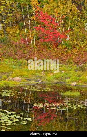 Automne couleur reflétée dans un étang de castors, Grand Sudbury, Ontario, Canada Banque D'Images